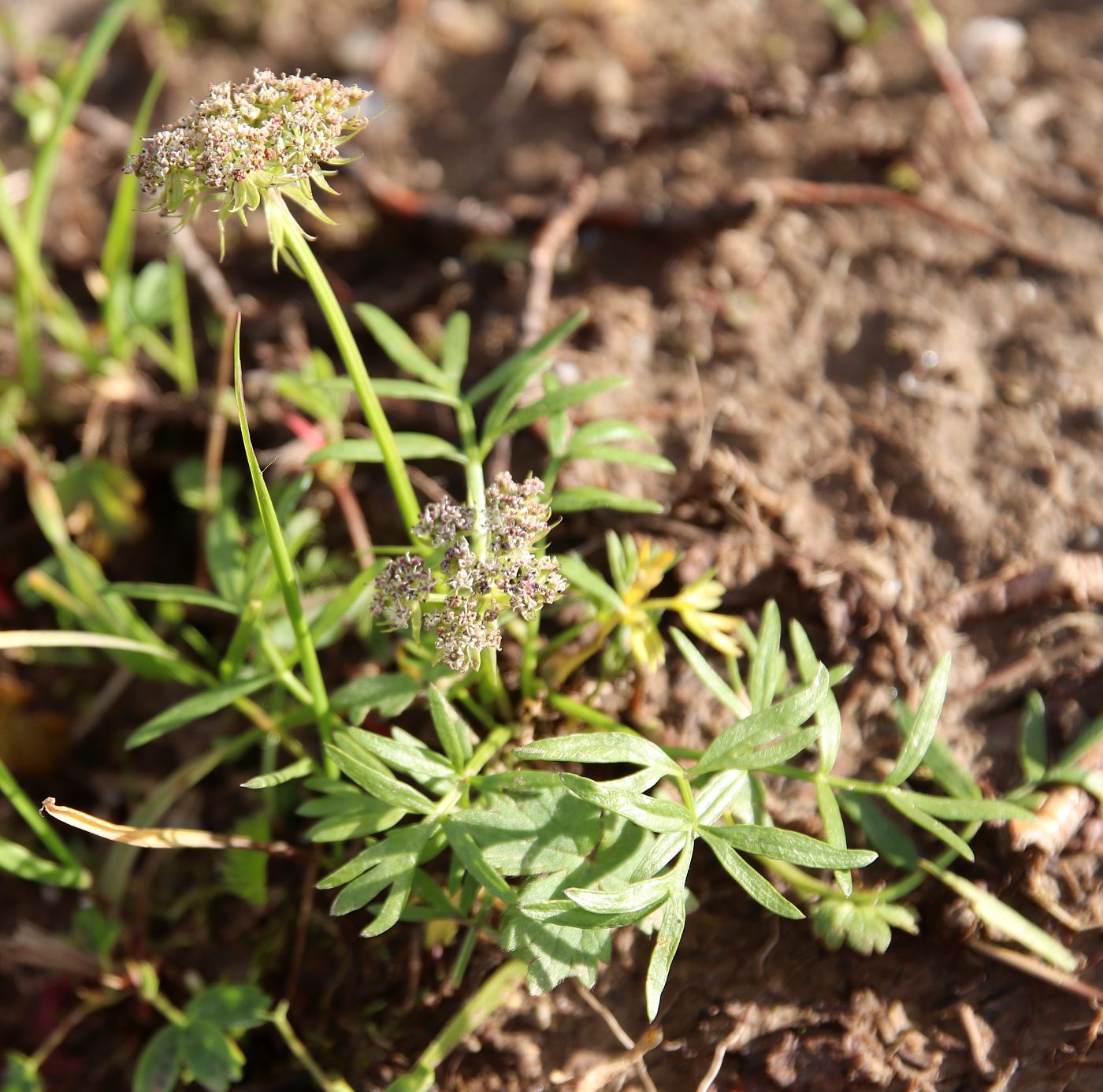 Image of Pachypleurum alpinum specimen.