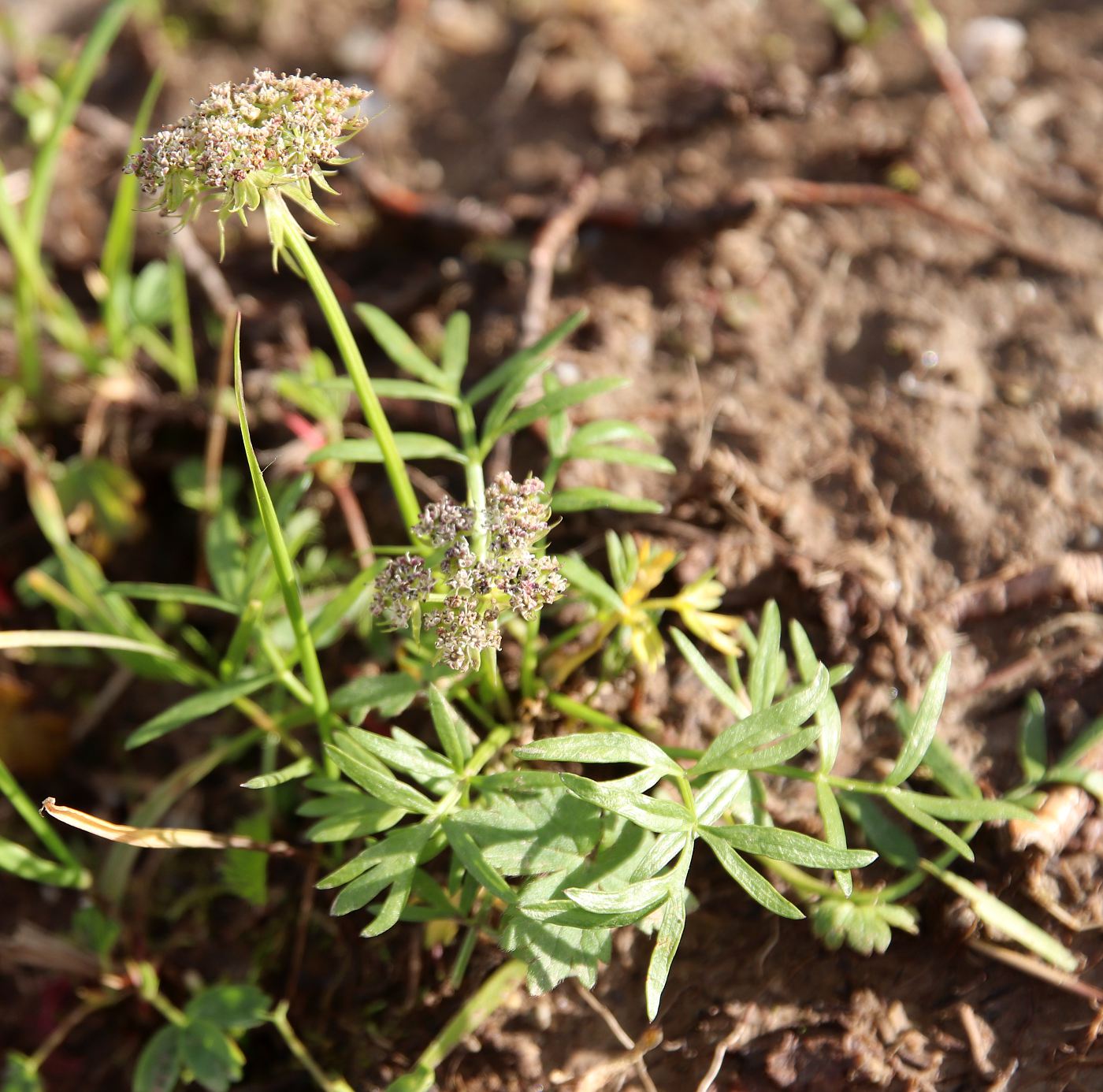 Изображение особи Pachypleurum alpinum.