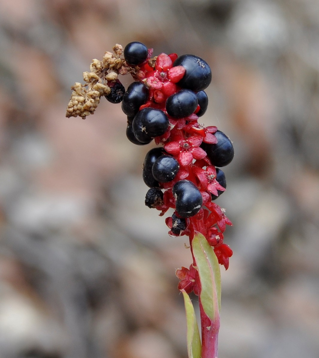 Изображение особи Phytolacca pruinosa.