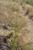 Bupleurum woronowii