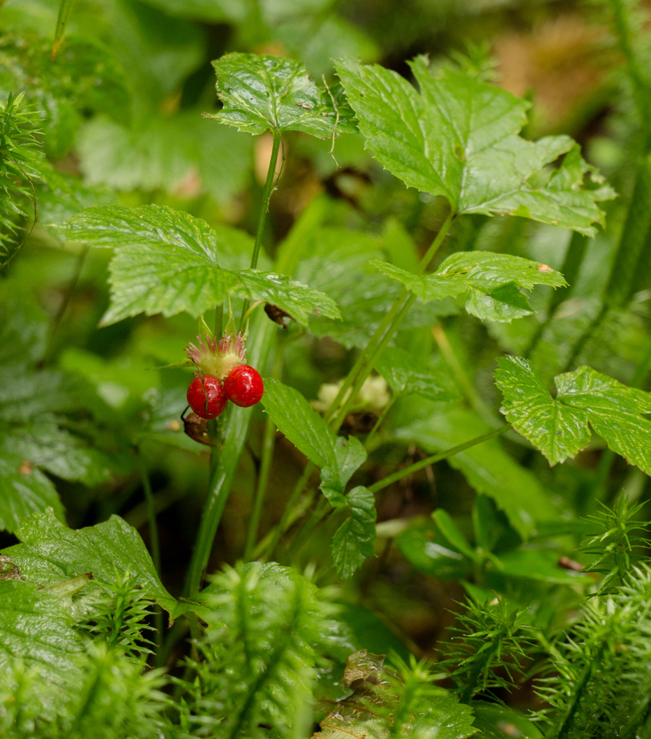 Image of Rubus humulifolius specimen.