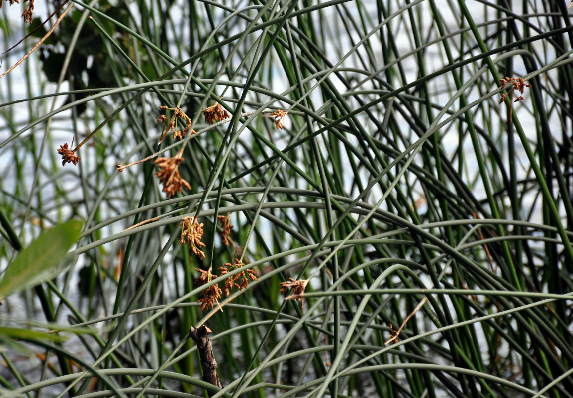 Image of Schoenoplectus lacustris specimen.