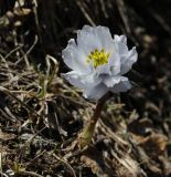 Trollius lilacinus. Цветущее растение. Кыргызстан, Иссык-Кульская обл., Внутренний Тянь-Шань, хр. Терскей-Ала-Тоо, ущ. Джеты-Огуз, ≈ 3000 м н.у.м., верховья р. Телеты, травянистый склон. 10.05.2019.