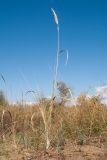 Calamagrostis glomerata