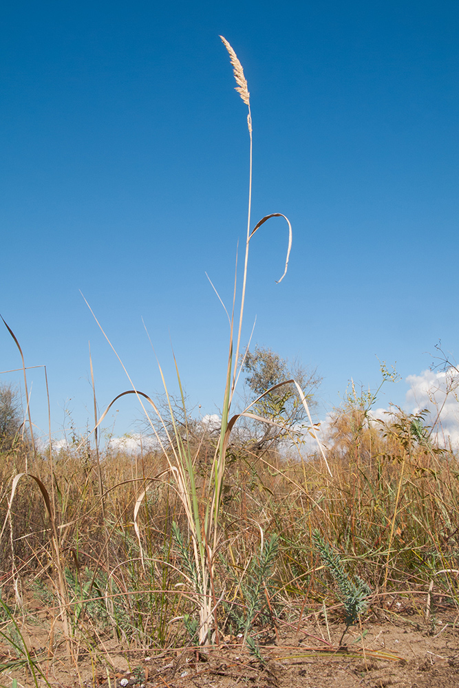 Image of Calamagrostis glomerata specimen.