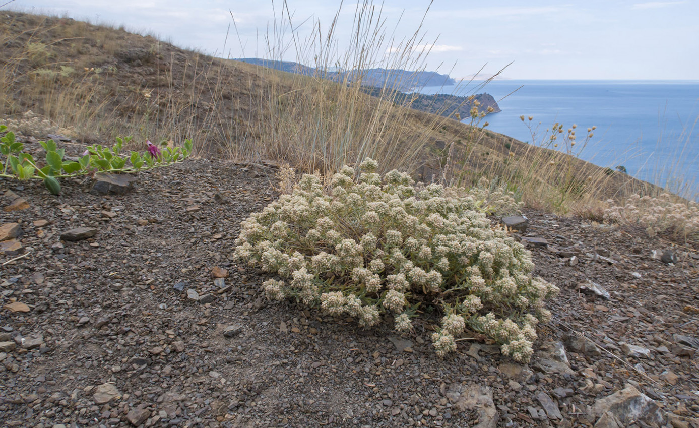 Image of Teucrium capitatum specimen.