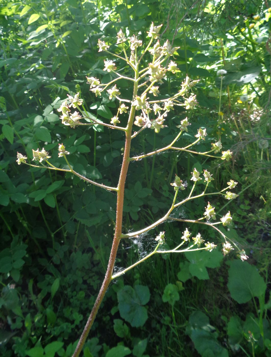 Image of Darmera peltata specimen.