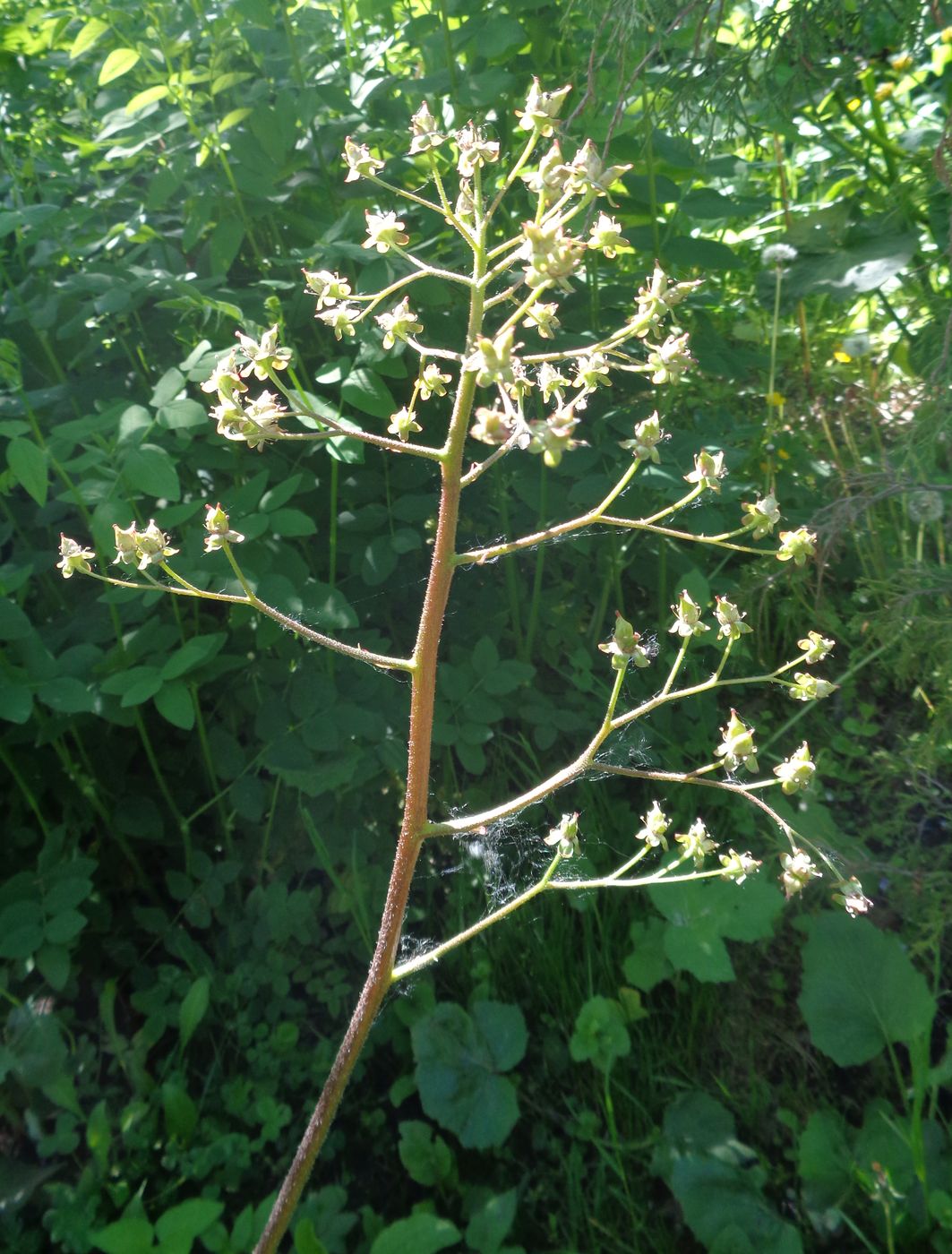 Изображение особи Darmera peltata.