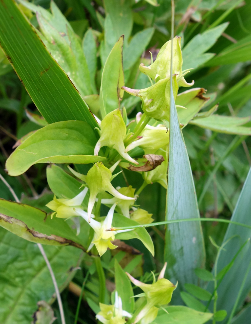 Image of Halenia corniculata specimen.