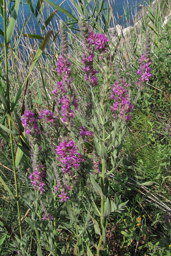 Изображение особи Lythrum tomentosum.