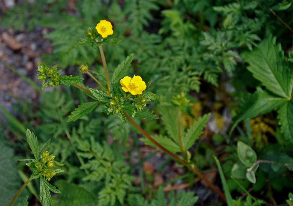 Image of Potentilla chrysantha specimen.