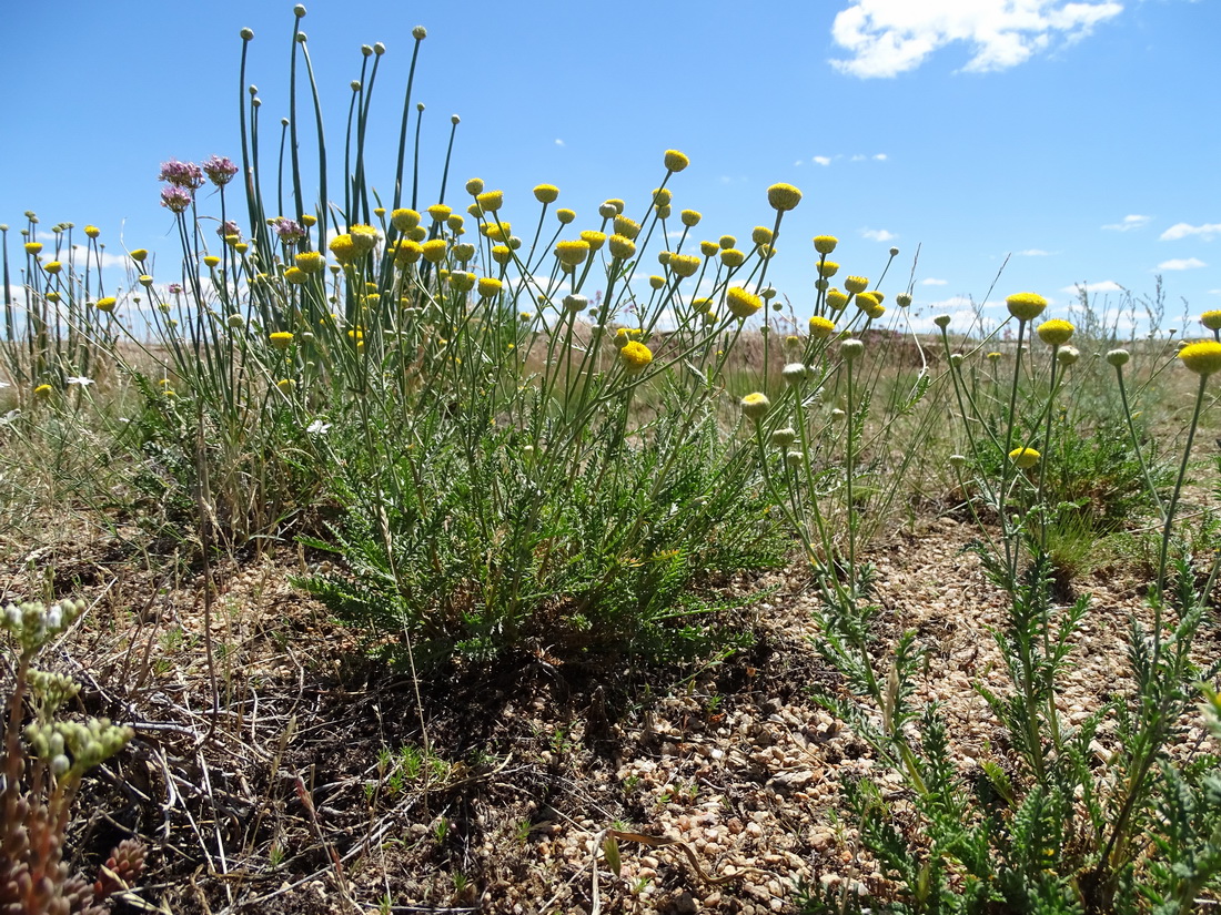 Image of Tanacetum scopulorum specimen.