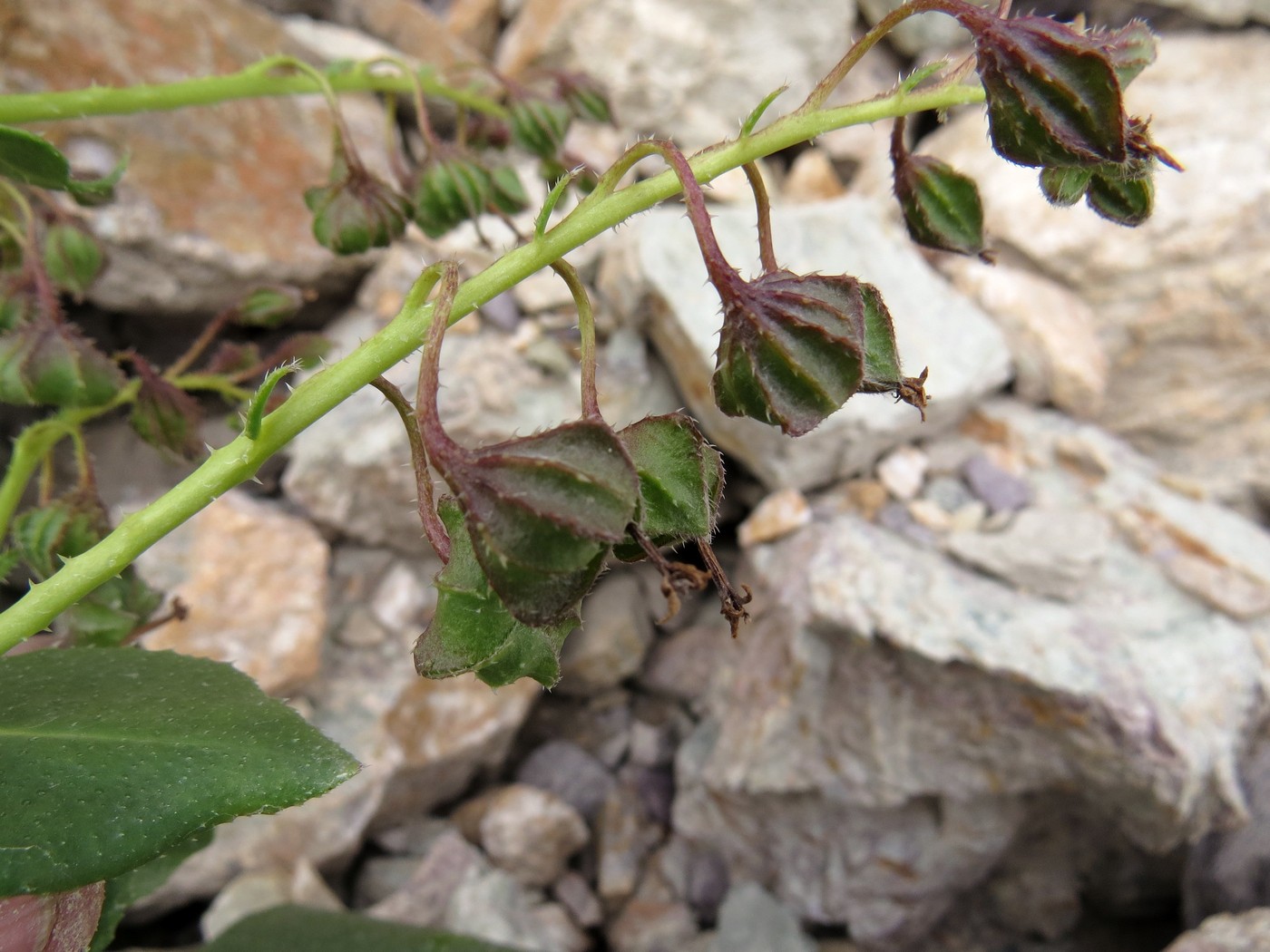 Image of Caccinia dubia specimen.