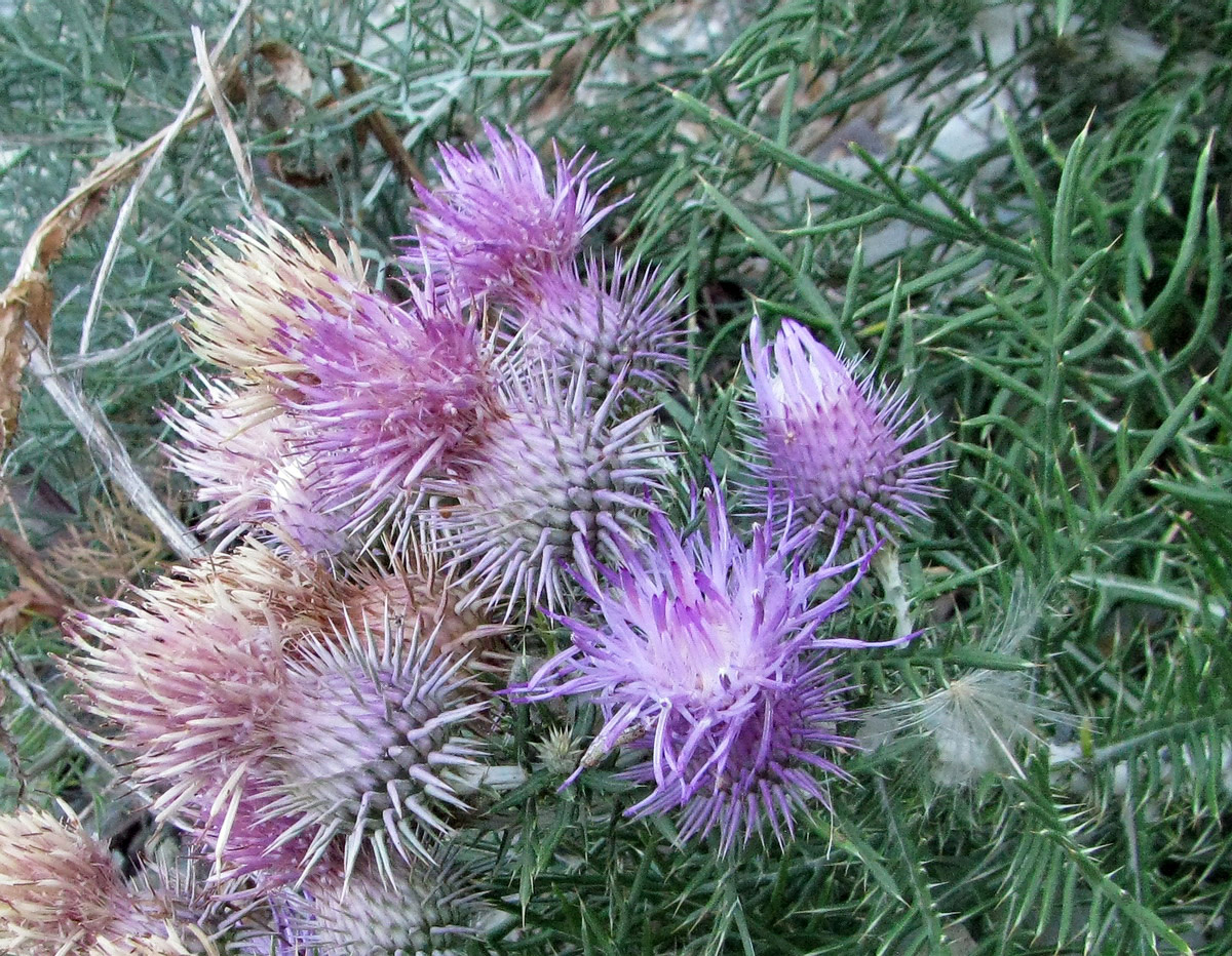 Image of Lamyra echinocephala specimen.