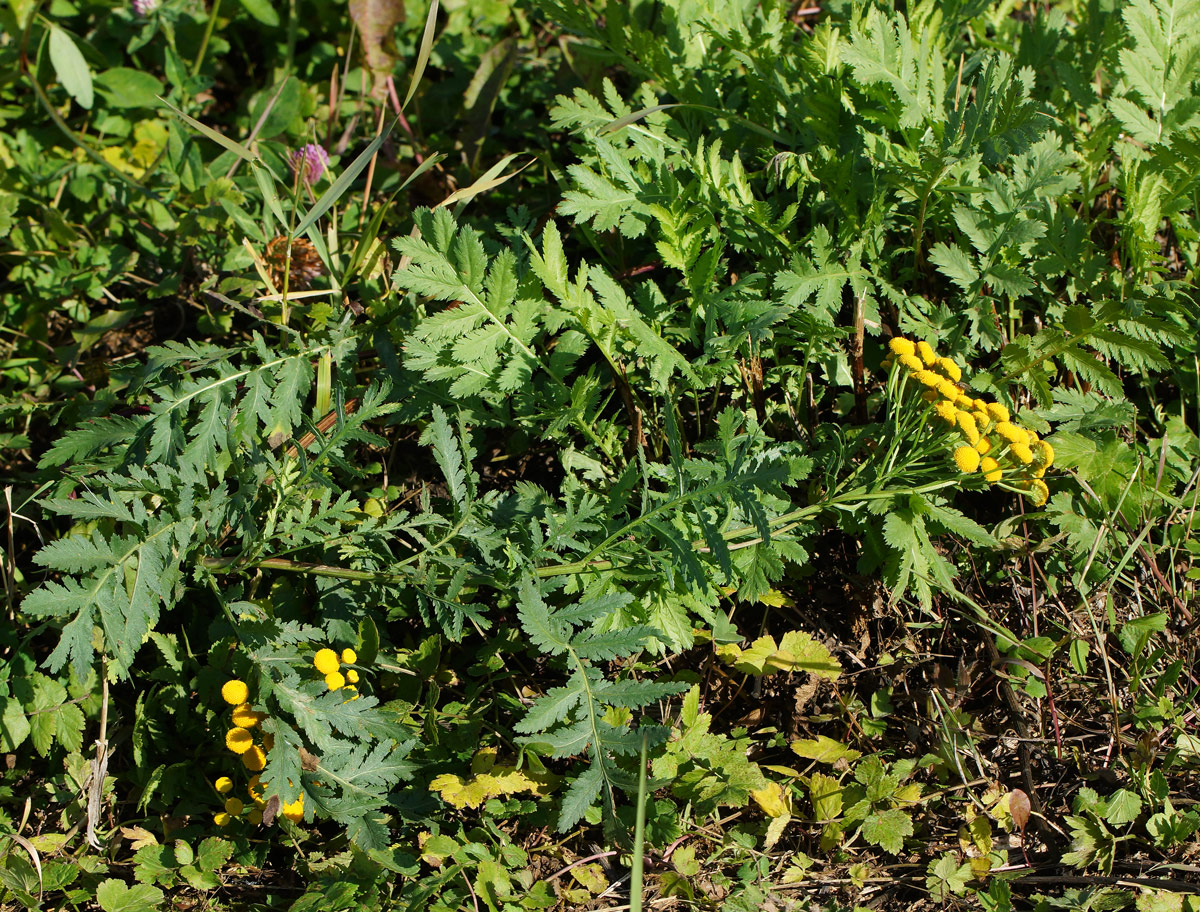 Image of Tanacetum vulgare specimen.