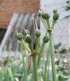 Lycoris squamigera