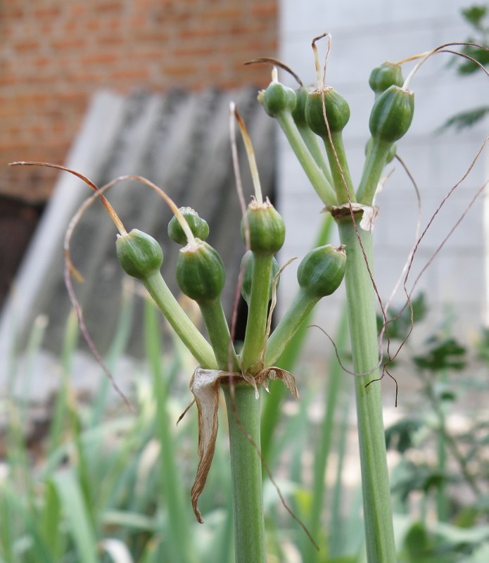 Изображение особи Lycoris squamigera.