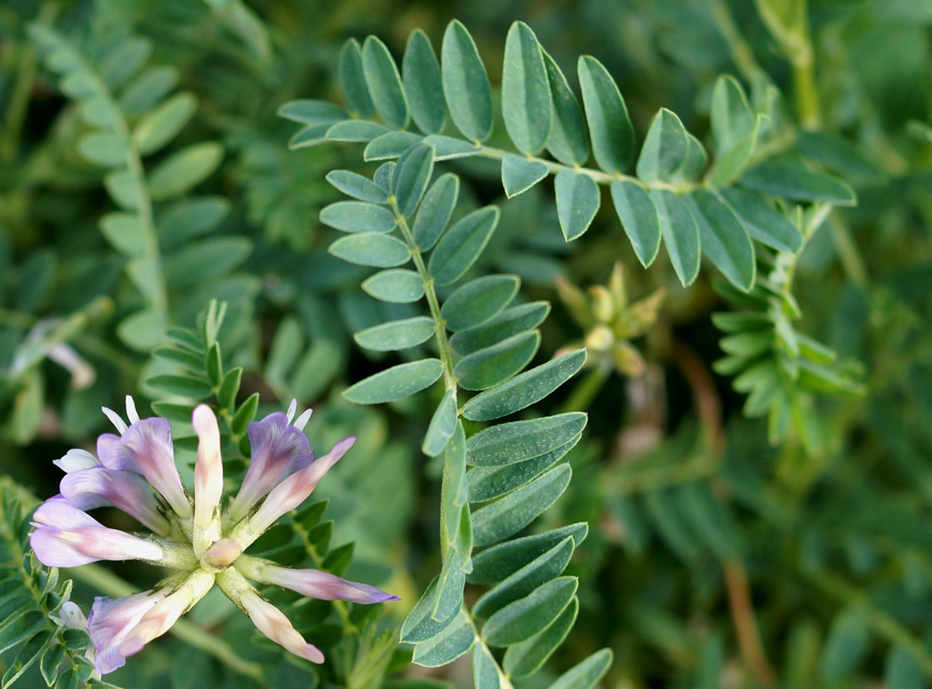 Изображение особи Astragalus tibetanus.