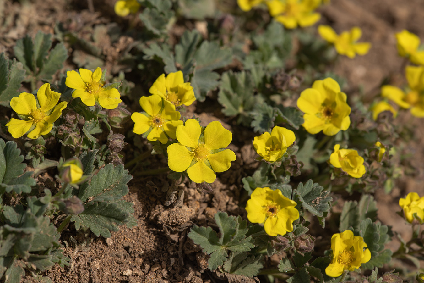 Изображение особи Potentilla incana.