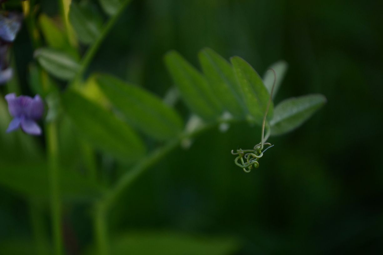 Image of Vicia sepium specimen.