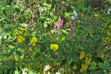 Crotalaria capensis. Цветущие побеги. Испания, Канарские о-ва, Тенерифе, ботанический сад в Пуэрто-де-ла-Крус, в культуре. 6 марта 2008 г.