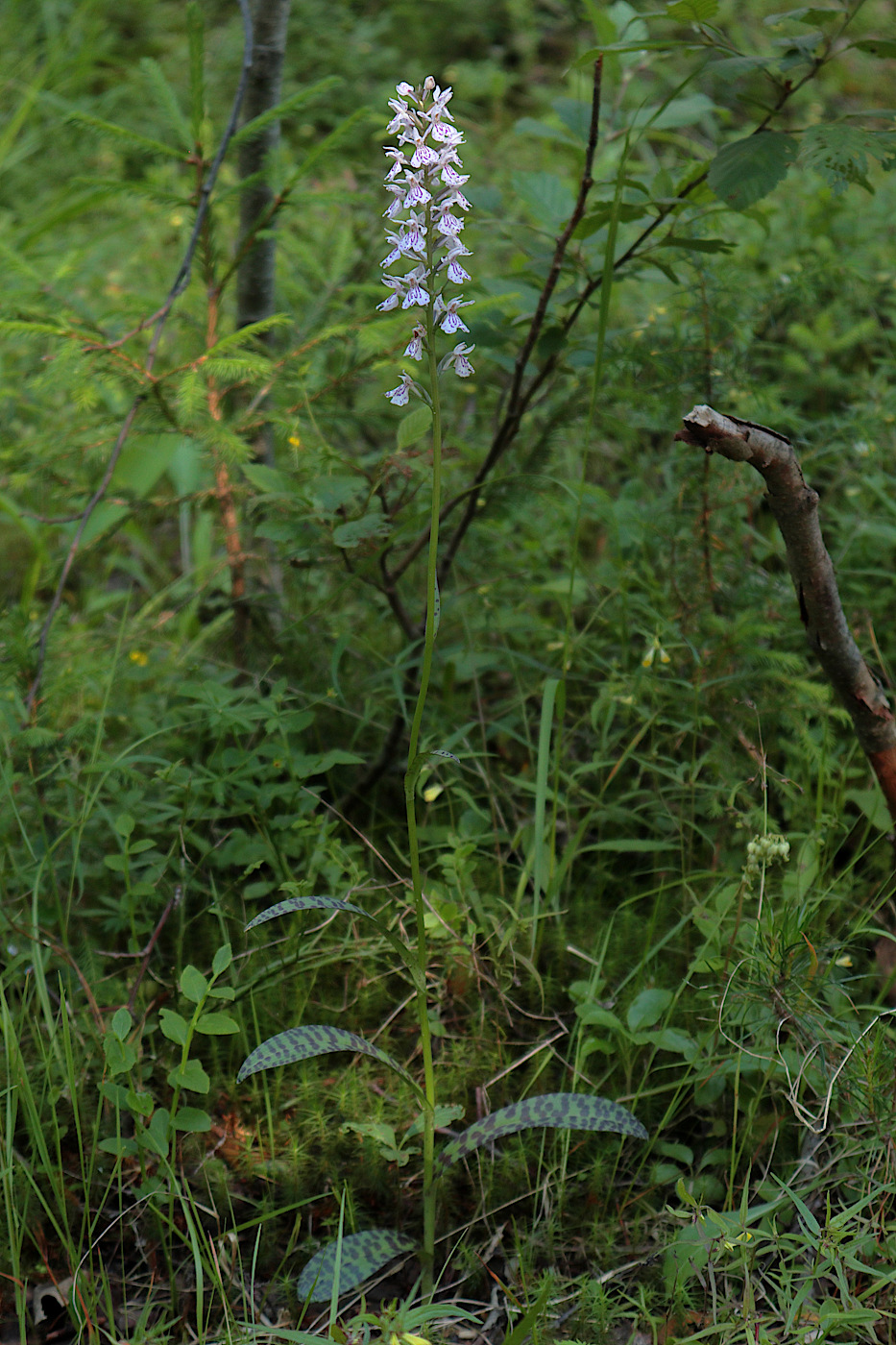 Изображение особи Dactylorhiza fuchsii.