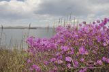 Rhododendron mucronulatum. Верхушка цветущего растения. Приморье, Хасанский р-н, окр. Славянского гор. пос., высокий берег моря. 06.05.2020.