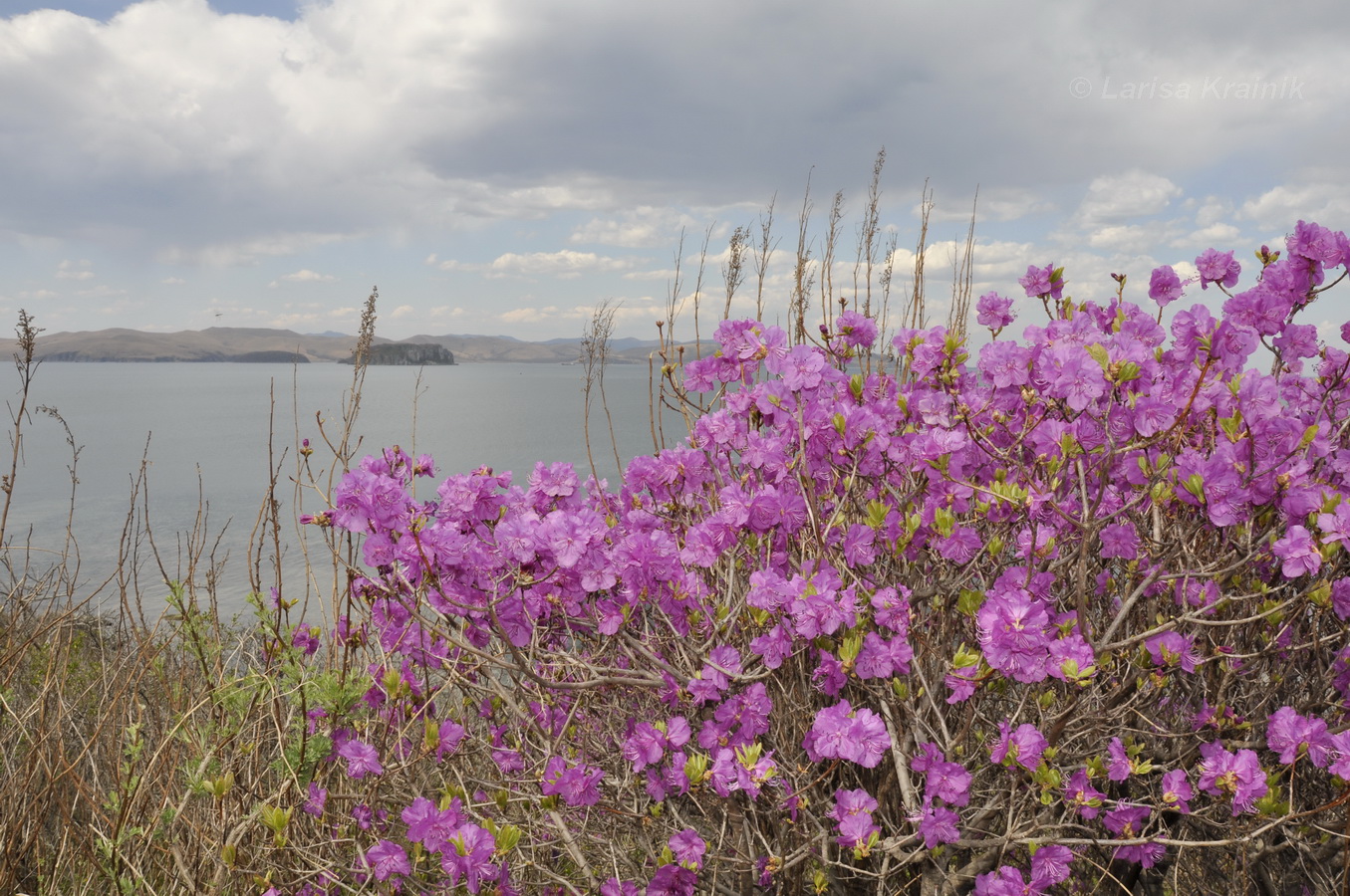 Изображение особи Rhododendron mucronulatum.