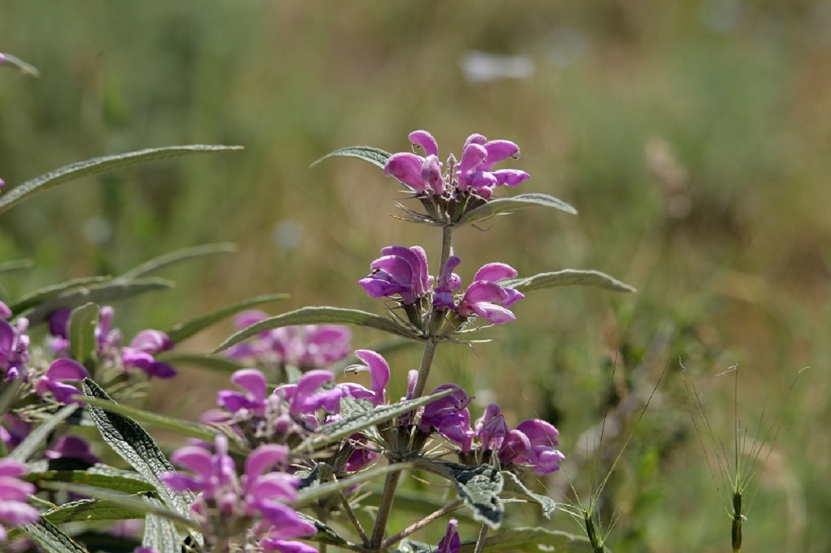 Image of Phlomis regelii specimen.