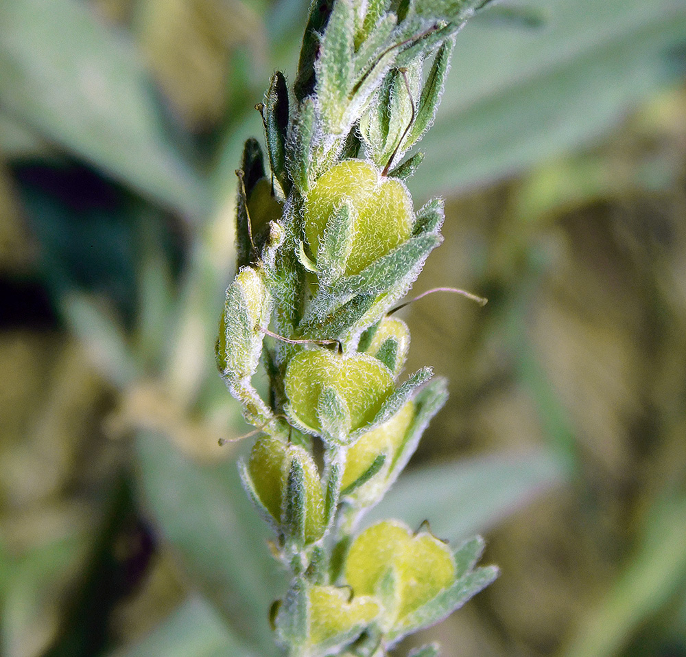 Изображение особи Veronica dentata.