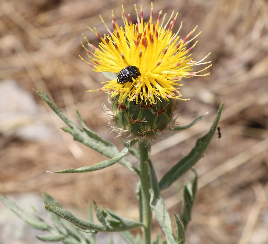 Image of Tomanthea spectabilis specimen.