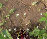 Stellaria graminea