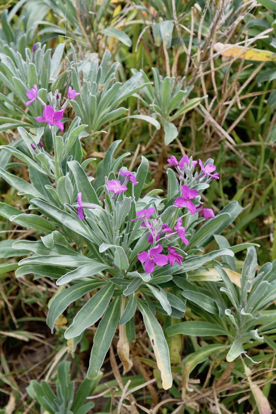 Image of Matthiola incana specimen.