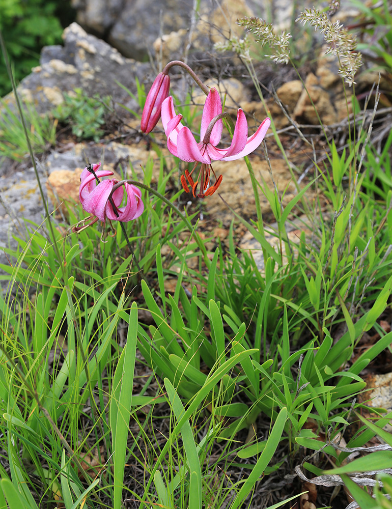 Image of Lilium cernuum specimen.