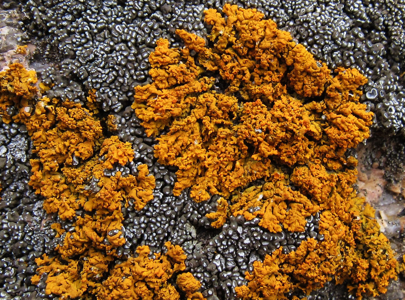 Изображение особи Xanthoria rutilans.