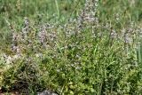 Lophanthus schrenkii