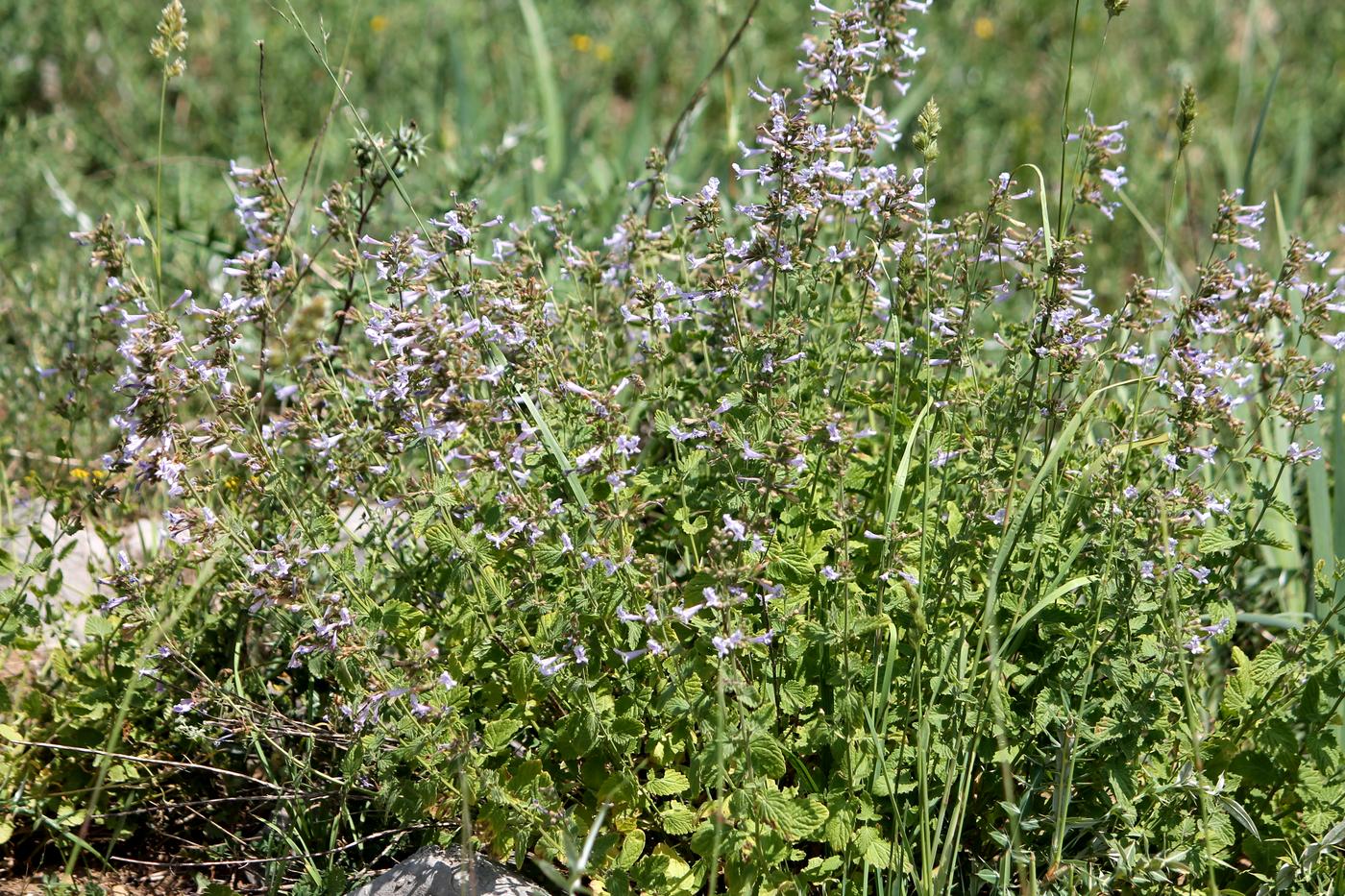 Изображение особи Lophanthus schrenkii.