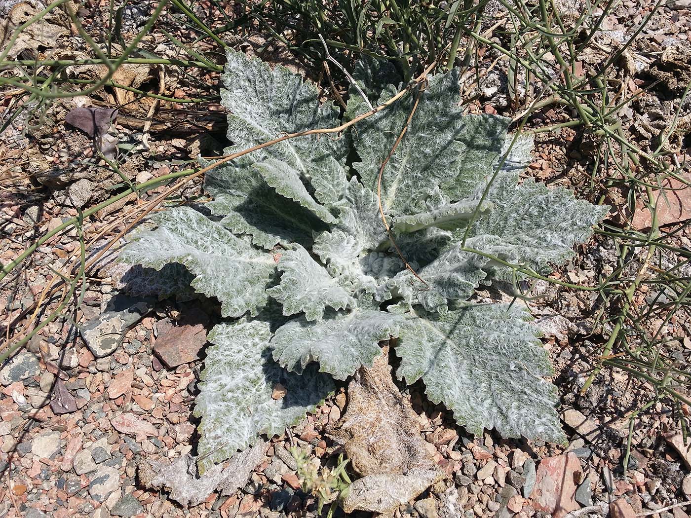 Image of Salvia aethiopis specimen.