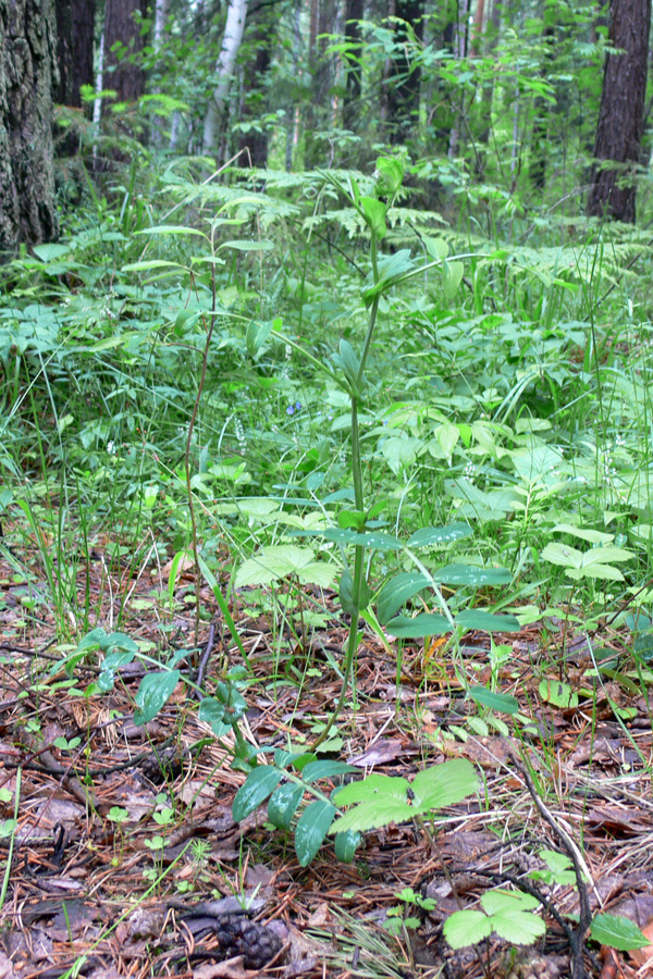 Image of Lathyrus pisiformis specimen.