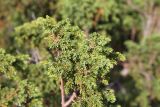 Juniperus sibirica