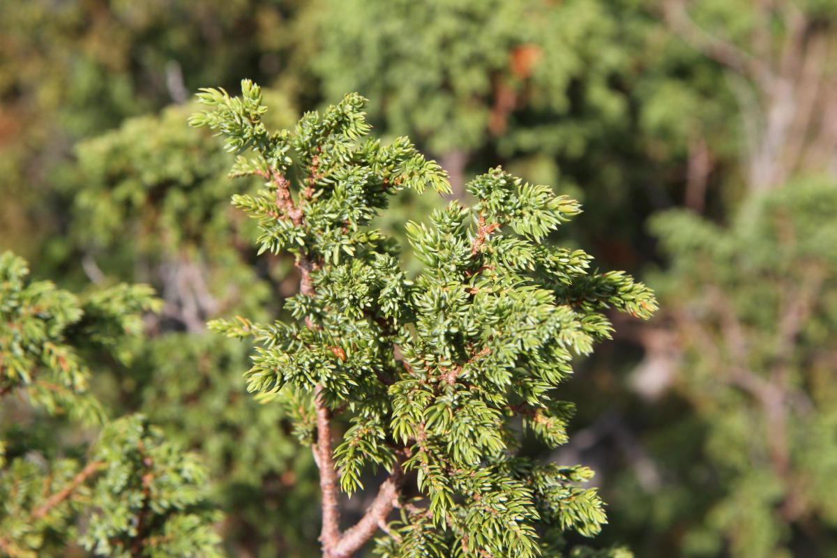 Изображение особи Juniperus sibirica.