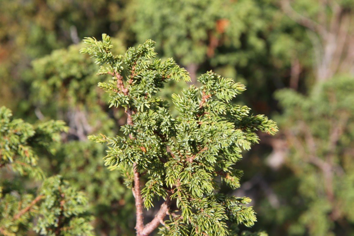 Изображение особи Juniperus sibirica.