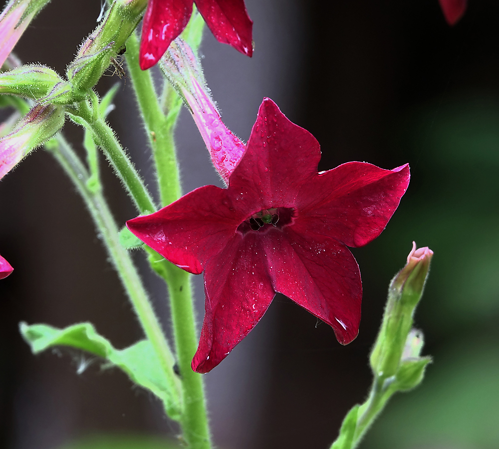 Изображение особи Nicotiana alata.