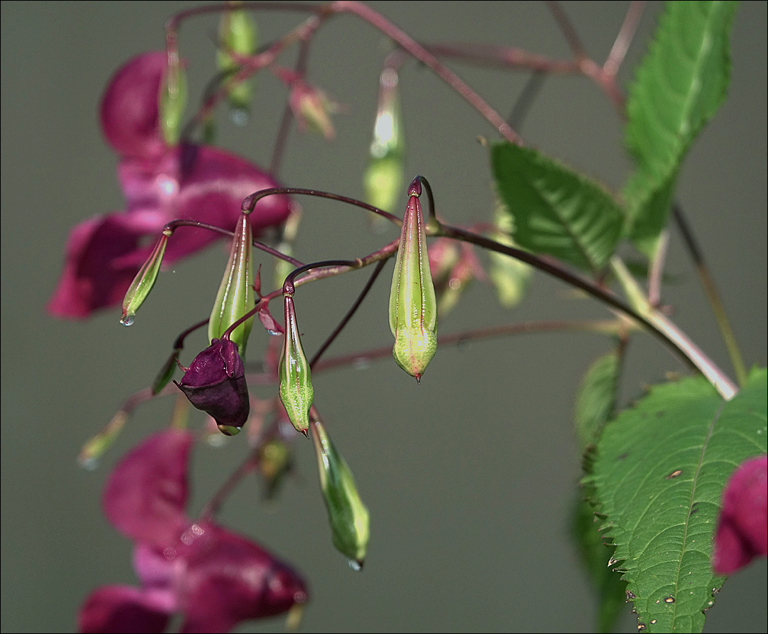 Изображение особи Impatiens glandulifera.