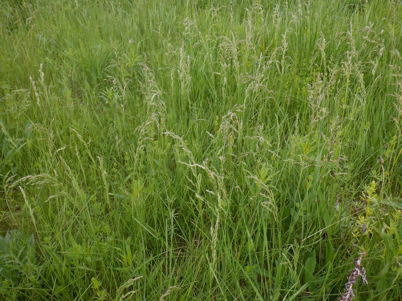 Image of genus Poa specimen.