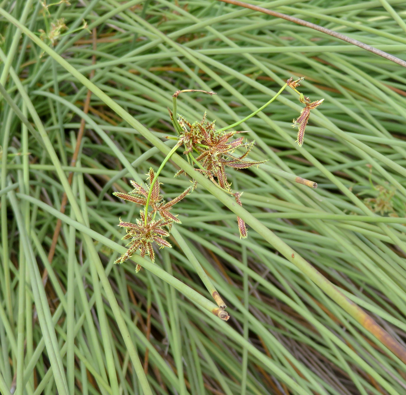 Изображение особи Cyperus marginatus.