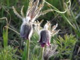 Pulsatilla bohemica