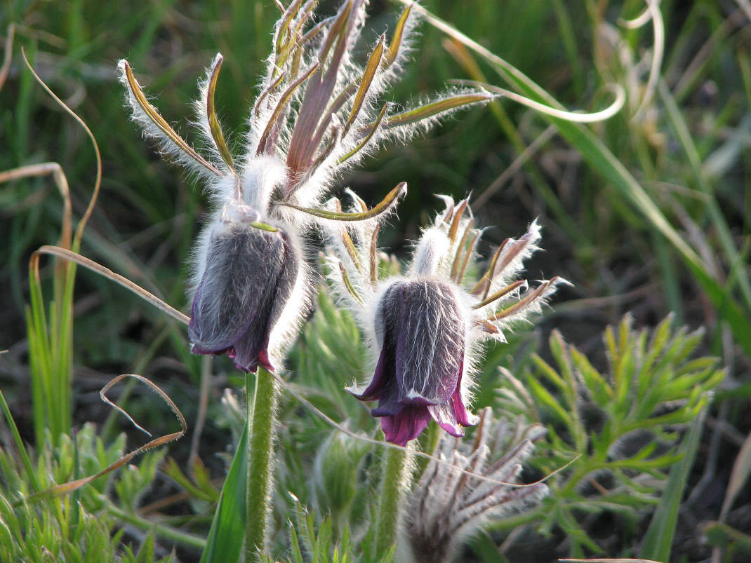 Image of Pulsatilla bohemica specimen.