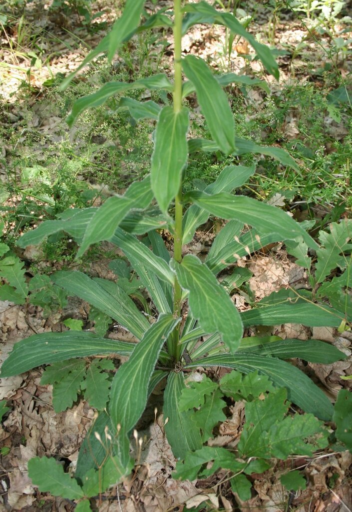Image of Digitalis ferruginea specimen.