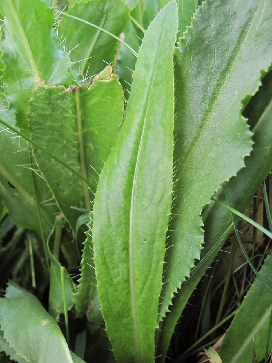 Image of Cirsium simplex specimen.